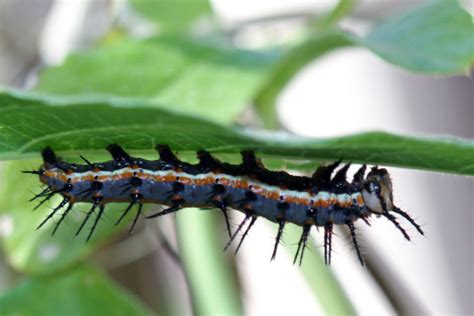 Gulf Fritillary Caterpillar Stock Photo - Download Image Now - iStock