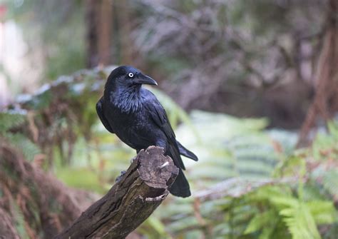 The crow and raven appear in folklore going back to early times, but ...