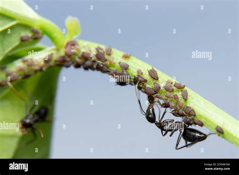 Ants Farming Aphids Stock Photo - Alamy