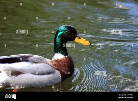 Male mallard duck swimming Stock Photo - Alamy