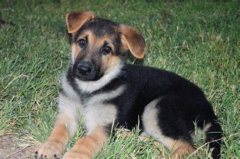 German Shepherd Puppies For Sale | Fredericksburg, TX #182600