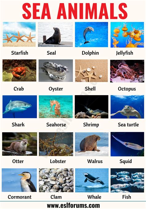 Classification of Animals The Complete Guide