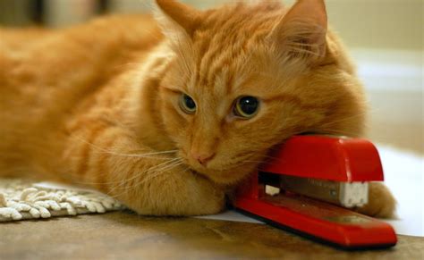 Carpmaels & Ransford sued for missed appeal deadline - The IPKat