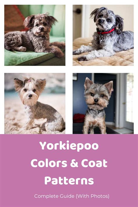 Yorkie Poo Colors & Coat Patterns: Complete Guide (With Photos ...