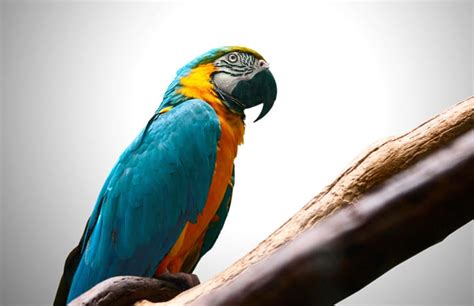 Pet Macaws: The Good, The Bad And The Wildly Funny | BeChewy