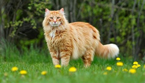 10 Large Cat Breeds - All About Big Cat Breeds