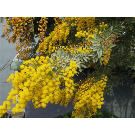 Cootamundra wattle - Acacia Baileyana Purpurea