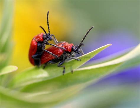 Insect, Invertebrate, Pest, Macro Photography Picture. Image: 118242323