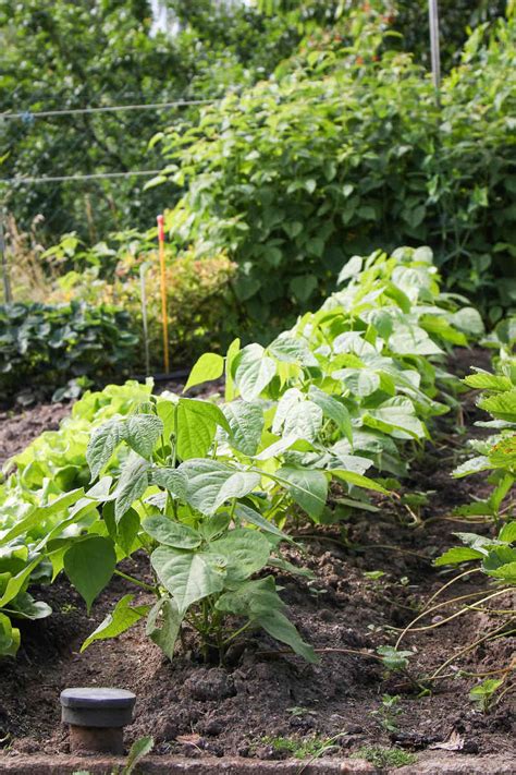 How to Grow Bush Beans - The Complete Guide