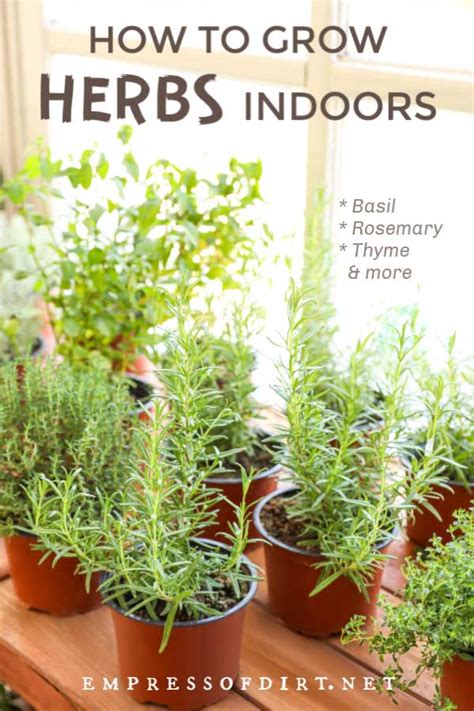 How to Grow Herbs Indoors (Beginner's Guide) | Empress of Dirt