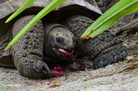 Aldabra giant tortoises on D’Arros - SOSF D'Arros Research Centre