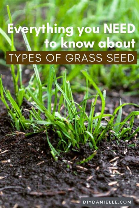 Types of Grass Seed for Your Lawn and Pasture - DIY Danielle®