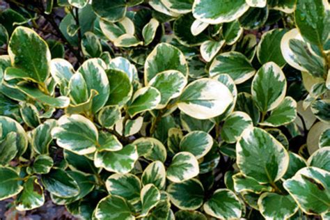 Griselinia littoralis 'Variegata' | damhead-nursery