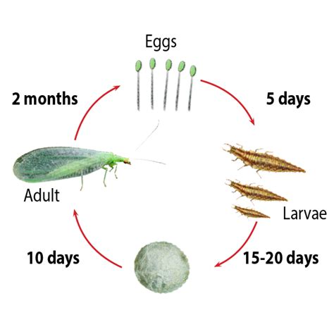 Green Lacewing Eggs | ubicaciondepersonas.cdmx.gob.mx