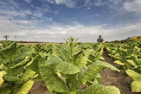 Amazing, Researchers Re-engineer Tobacco Plants for Laundry – The News Chronicle