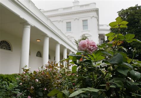 Spruced-up White House Rose Garden set for first lady's convention speech | Pittsburgh Post-Gazette