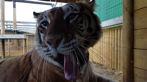 Tiger at Lincolnshire Wildlife Park (was Parrot Zoo). - YouTube