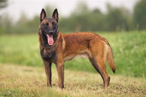 Belgian Malinois Vs German Shepherd: Check the Differences