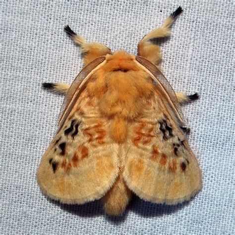 6 Furry Moths You Could Easily Take for a Pet | Fun Animals Wiki, Videos, Pictures, Stories