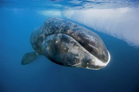 Bowhead Whale | The Canadian Encyclopedia