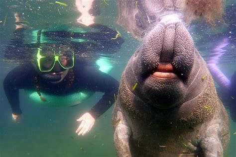 Private 'OG' Manatee Snorkel Tour with Guide for up to 10 people 2024 ...