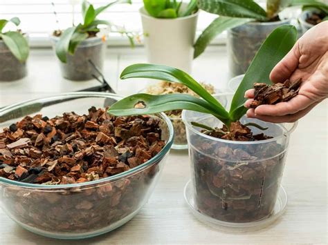 Unveiling the Secrets of Orchid Potting Mix – Meconopsis.org