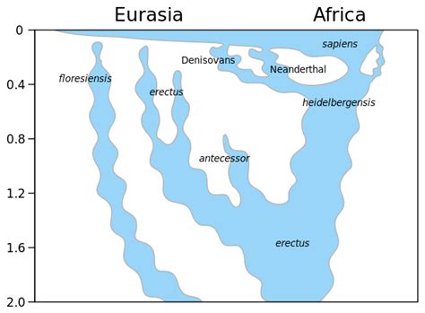 Homo heidelbergensis – Wikipedia