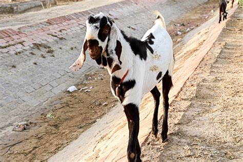 9 Awesome Pakistan Goat Breeds (With Pictures)