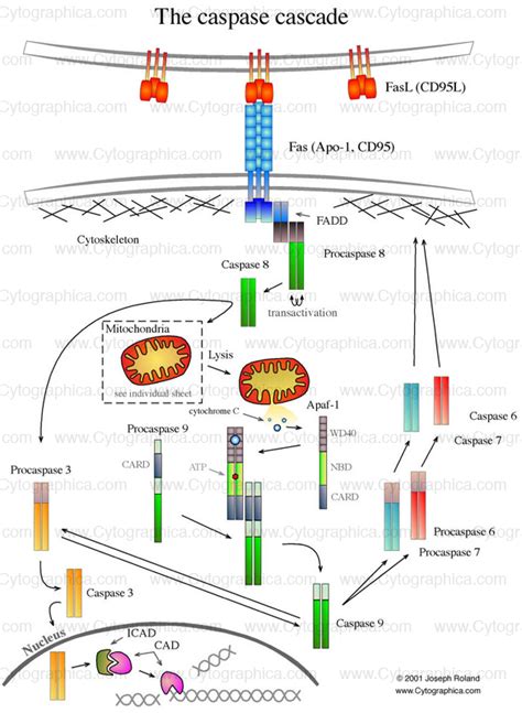 Caspase Cascade