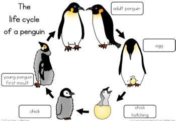 Penguin life cycle worksheet | Penguin life cycle, Life cycles, Penguins