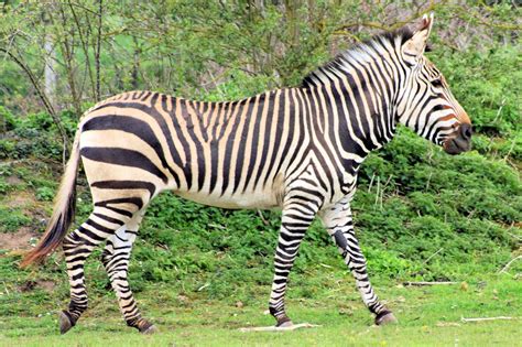 The Zebra | Lovely Animal All Interesting Facts | Animals Lover