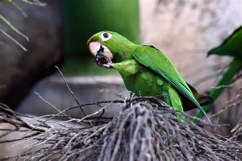 Hispaniolan Parakeet – birdfinding.info