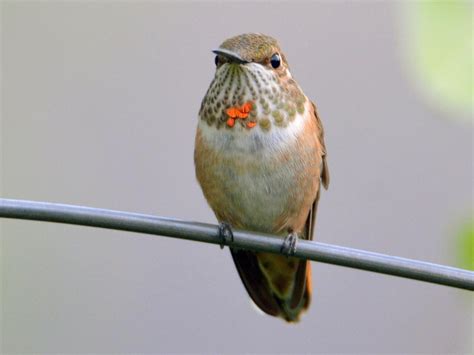 Rufous Hummingbird | Celebrate Urban Birds