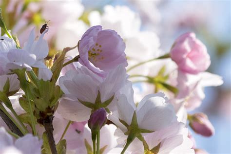 Cherry blossoms | Paul van de Velde | Flickr