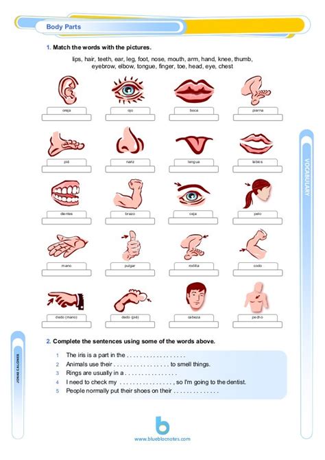 Body Parts With Pictures : Body parts vocabulary worksheet - Affordable ...