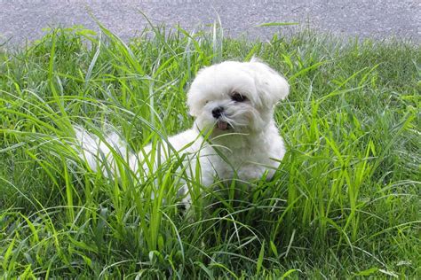 Everything You Need To Know About The Teacup Maltese