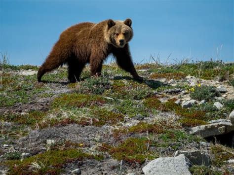 Sea of Okhotsk wildlife cruise, Russia. Helping Dreamers Do.