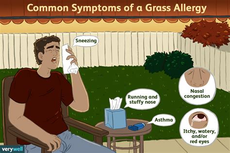 Timothy Grass Allergy