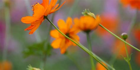 Orange Flowers That Grow In Texas | Best Flower Site