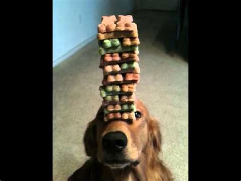 Dog balancing treats, Jenga dog - YouTube