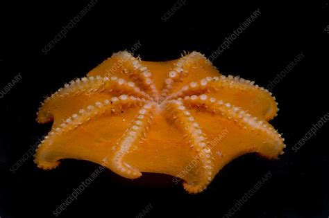 Flapjack Octopus - Stock Image - C002/2749 - Science Photo Library