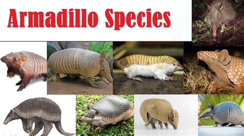 Armadillo Species - All Armadillo Species List - Espécies de tatu - YouTube