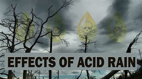 Effects of Acid Rain on Plants - YouTube