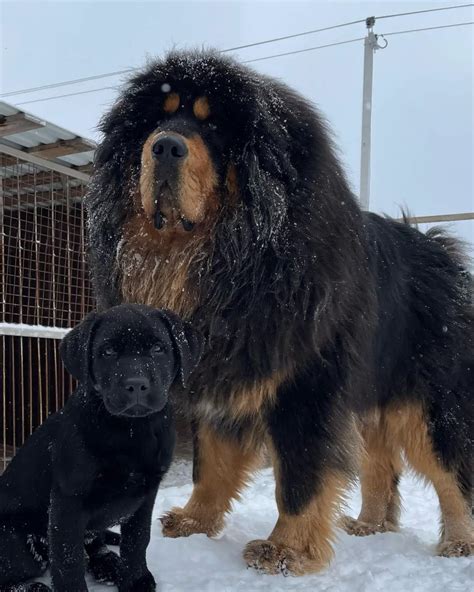 Tibetan Mastiff Husky Mix 🐶 - Petibble