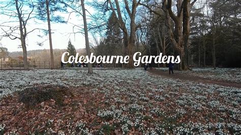 4K Colesbourne Gardens 12.02.23 Cotswolds AONB - YouTube