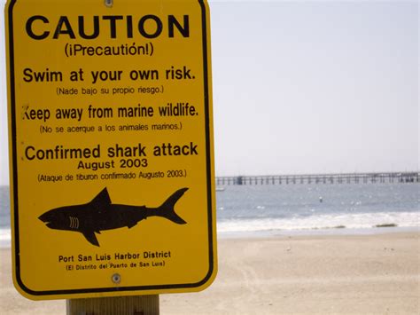 Shark attacks in South Africa and Australia - SharkNewz