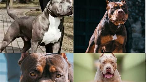 Petition · SAVE THE XL BULLY FROM THE UK BAN - United Kingdom · Change.org