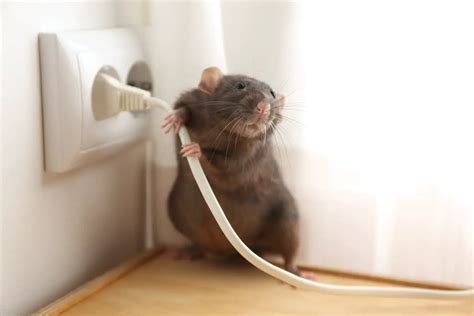 Rat Communication: Unraveling the Mystery of Rodent Laughter – Animals FYI