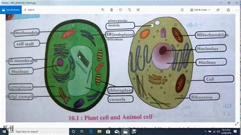 Labeled Plant And Animal Cells