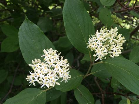 Cornus racemosa | Dogwood, Plants, Flowers